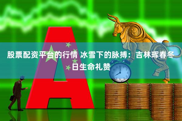 股票配资平台的行情 冰雪下的脉搏：吉林珲春冬日生命礼赞